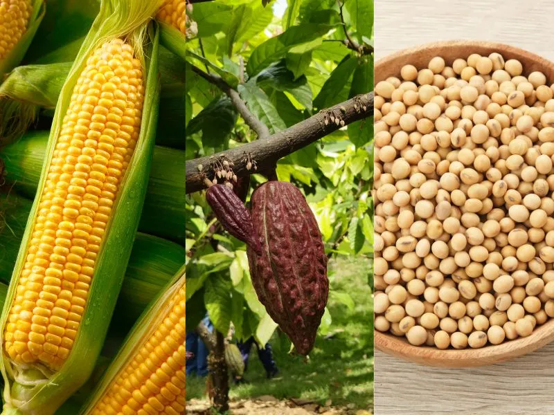 Nông sản và NLCN ngày 26/06/2026: Ngô Âu - Mỹ phân hóa kỷ lục, ca cao bứt phá vượt đường EMA 200